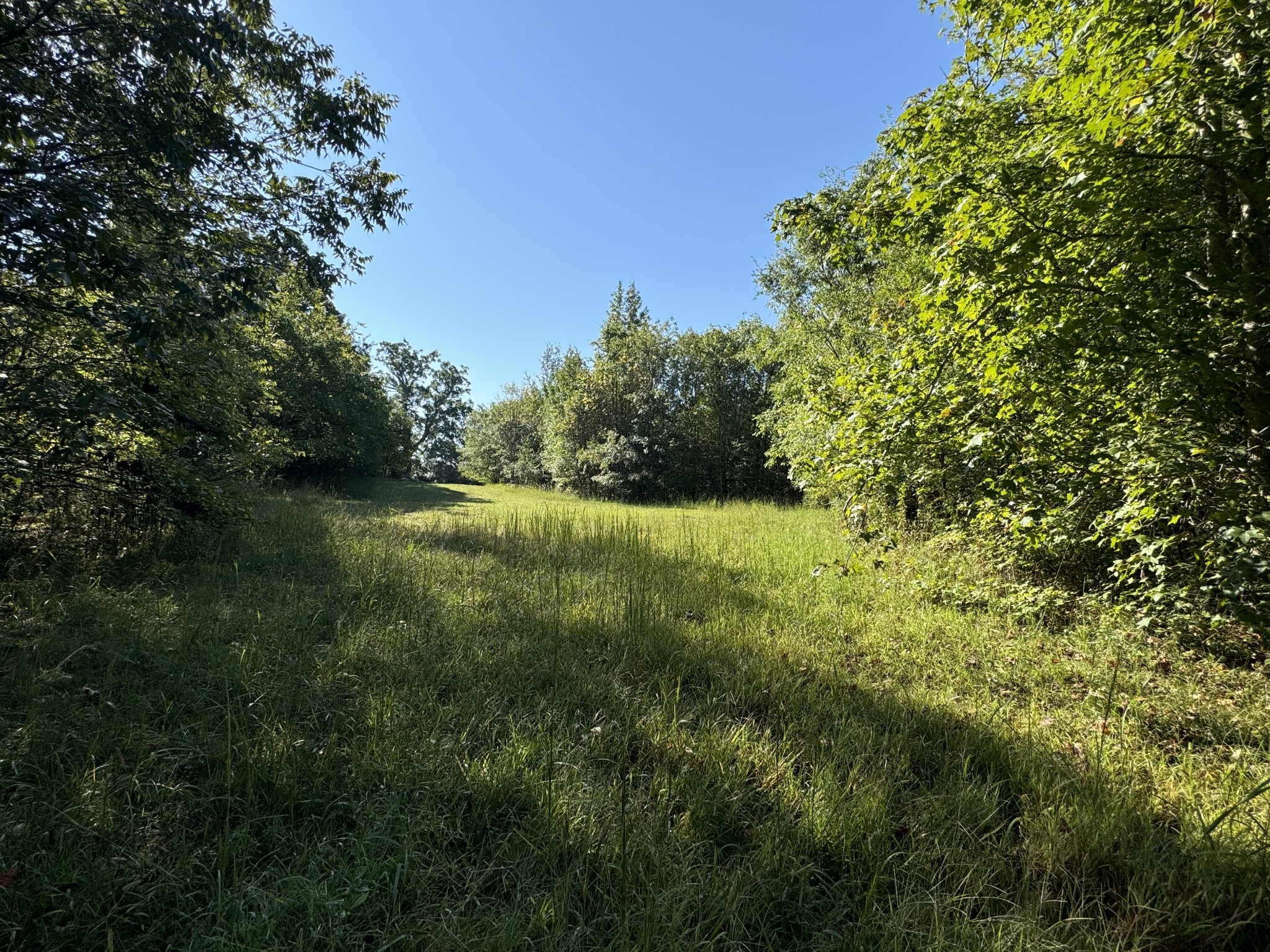 0 Main Street Huntland, TN 37345 - Photo 6 of 10 a view of a big yard with plants and a large tree