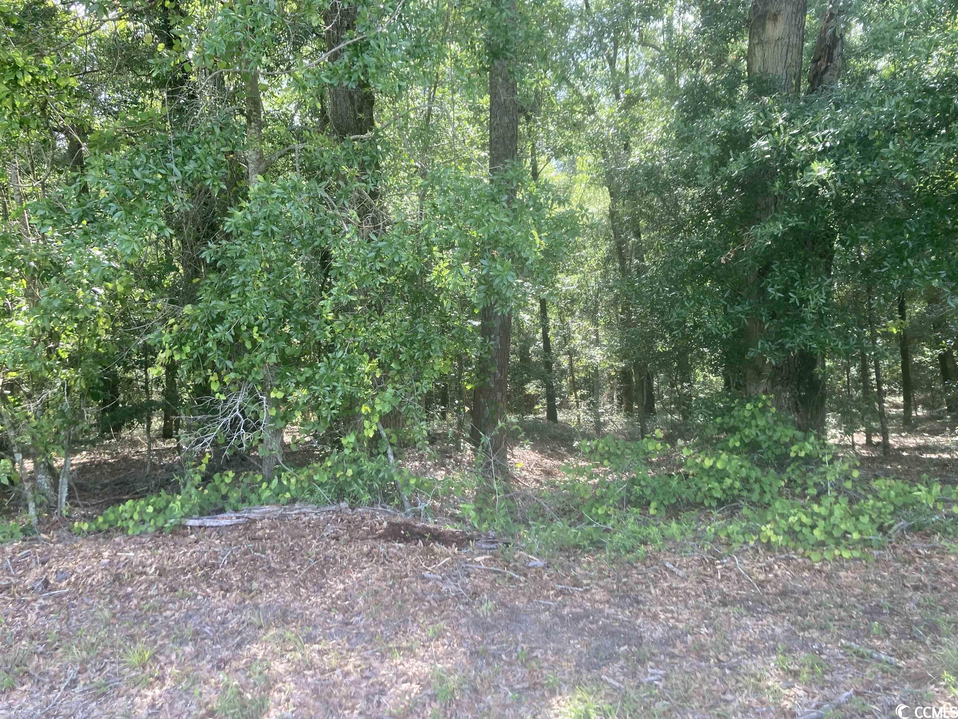 Tbd Oliver Road Marion, SC 29571 - Photo 3 of 8 Gallery Image 3