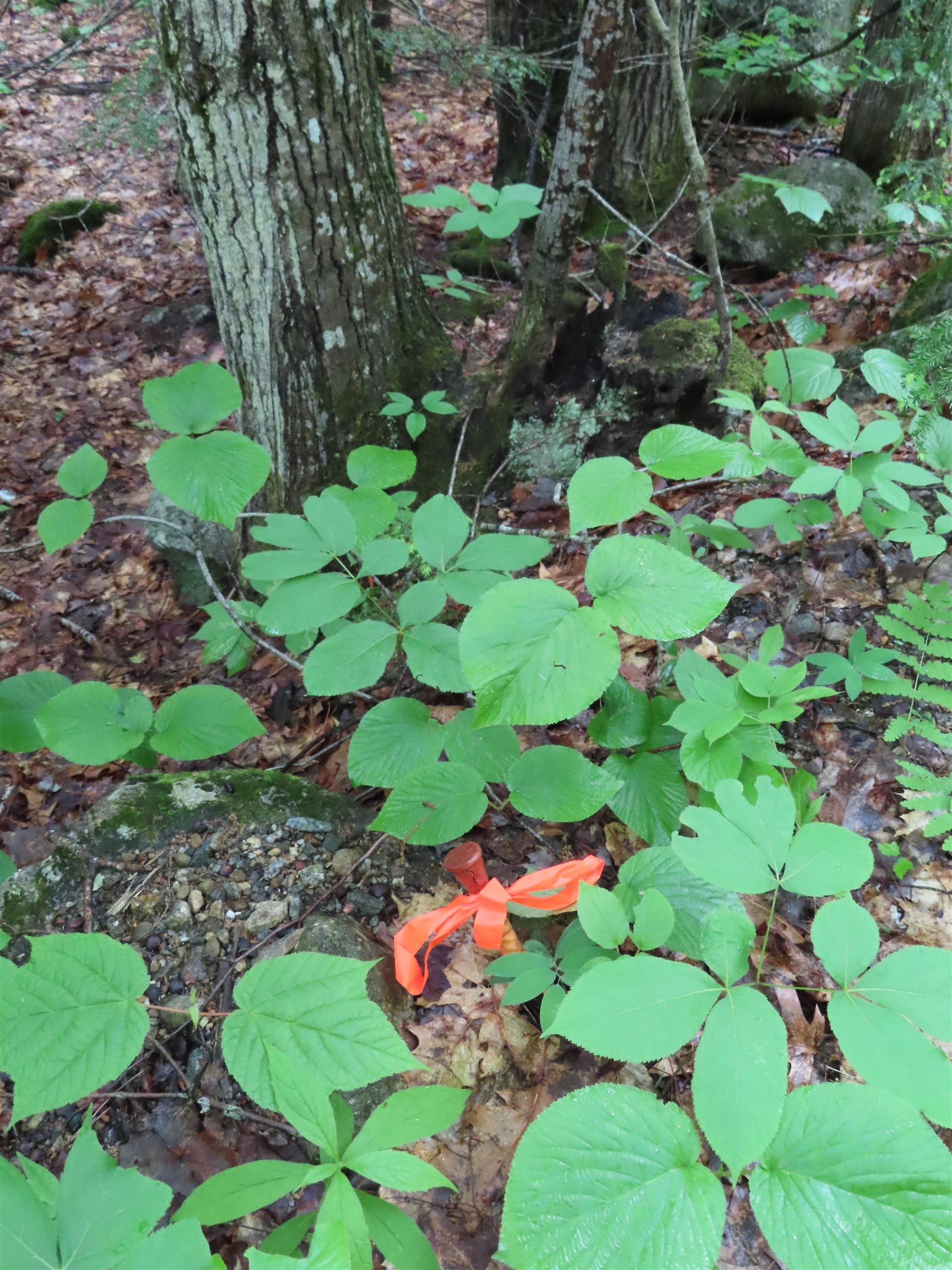 Lot 5-2-1 Lot 5-2-1 Jesus Valley Road Alton Bay, NH 03810 - Photo 11 of 11