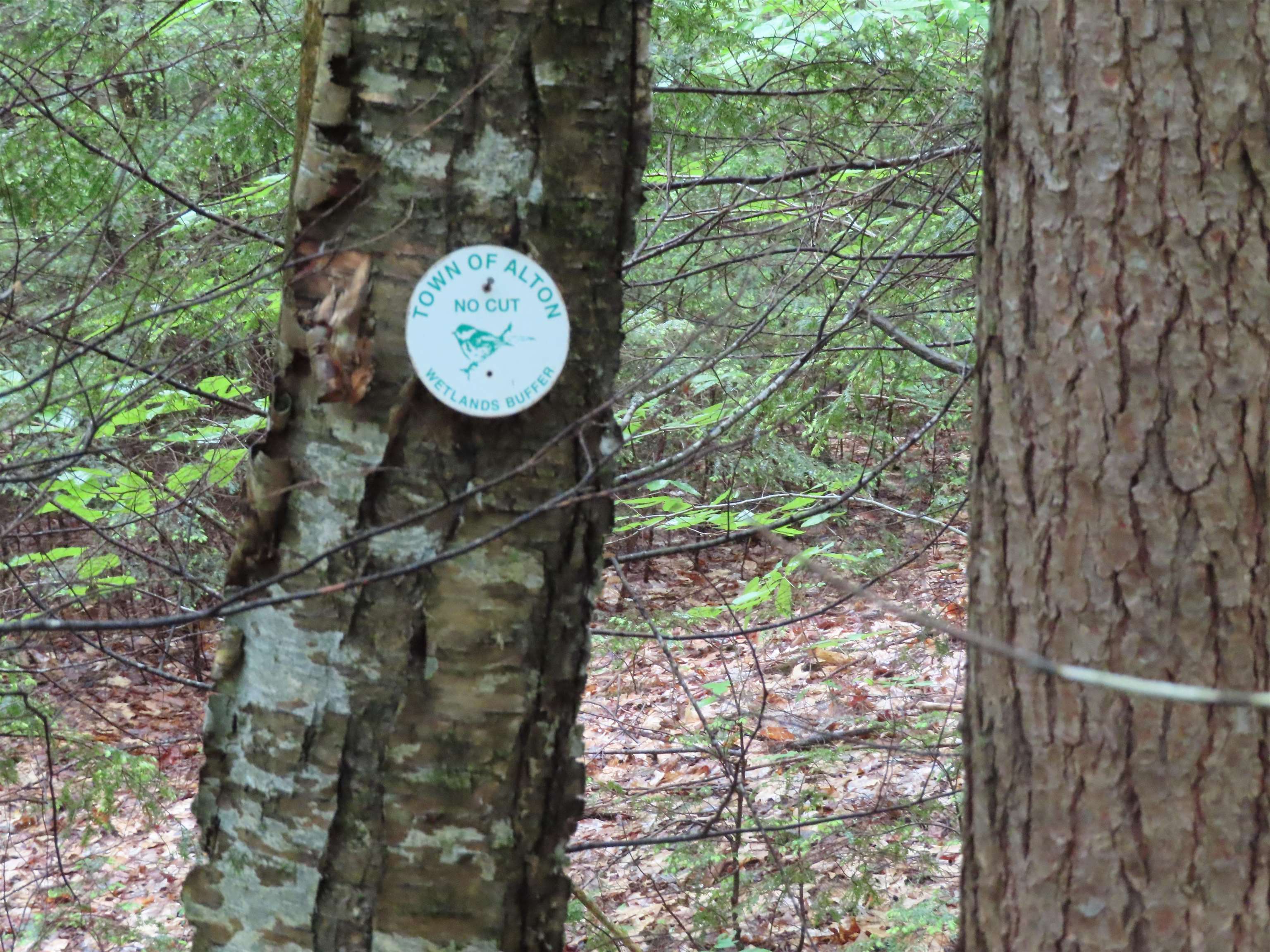 Lot 5-2-1 Lot 5-2-1 Jesus Valley Road Alton Bay, NH 03810 - Photo 10 of 11