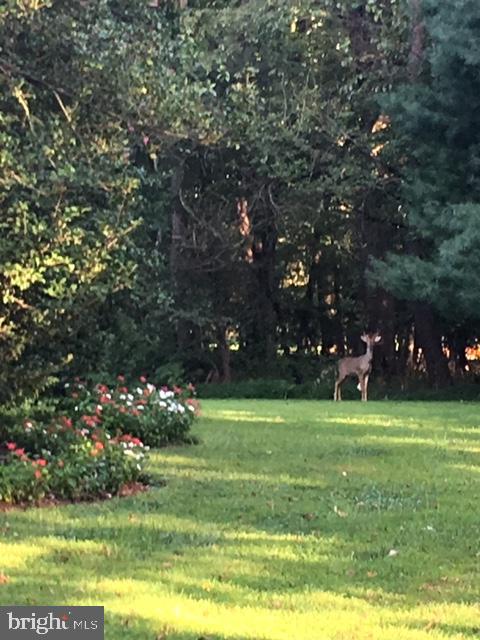 675 Cathcart Road Blue Bell, PA 19422 - Photo 23 of 28 Wooded Perimeter
