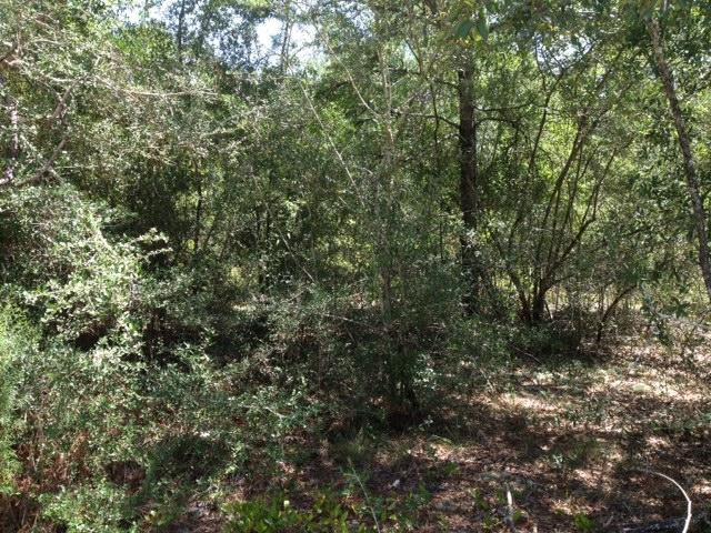 3-ac East Picasso Road DeFuniak Springs, FL 32433 - Photo 5 of 5 trees