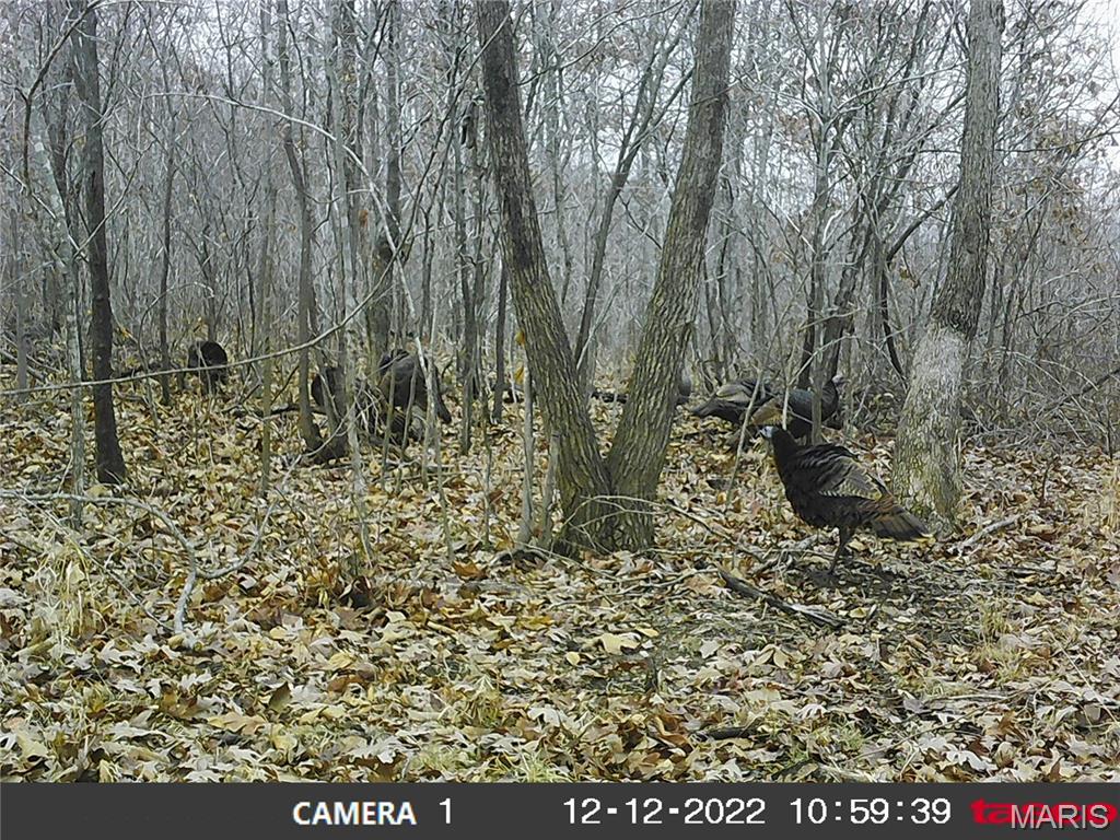 10331 Hopkins Road Potosi, MO 63664 - Photo 54 of 76