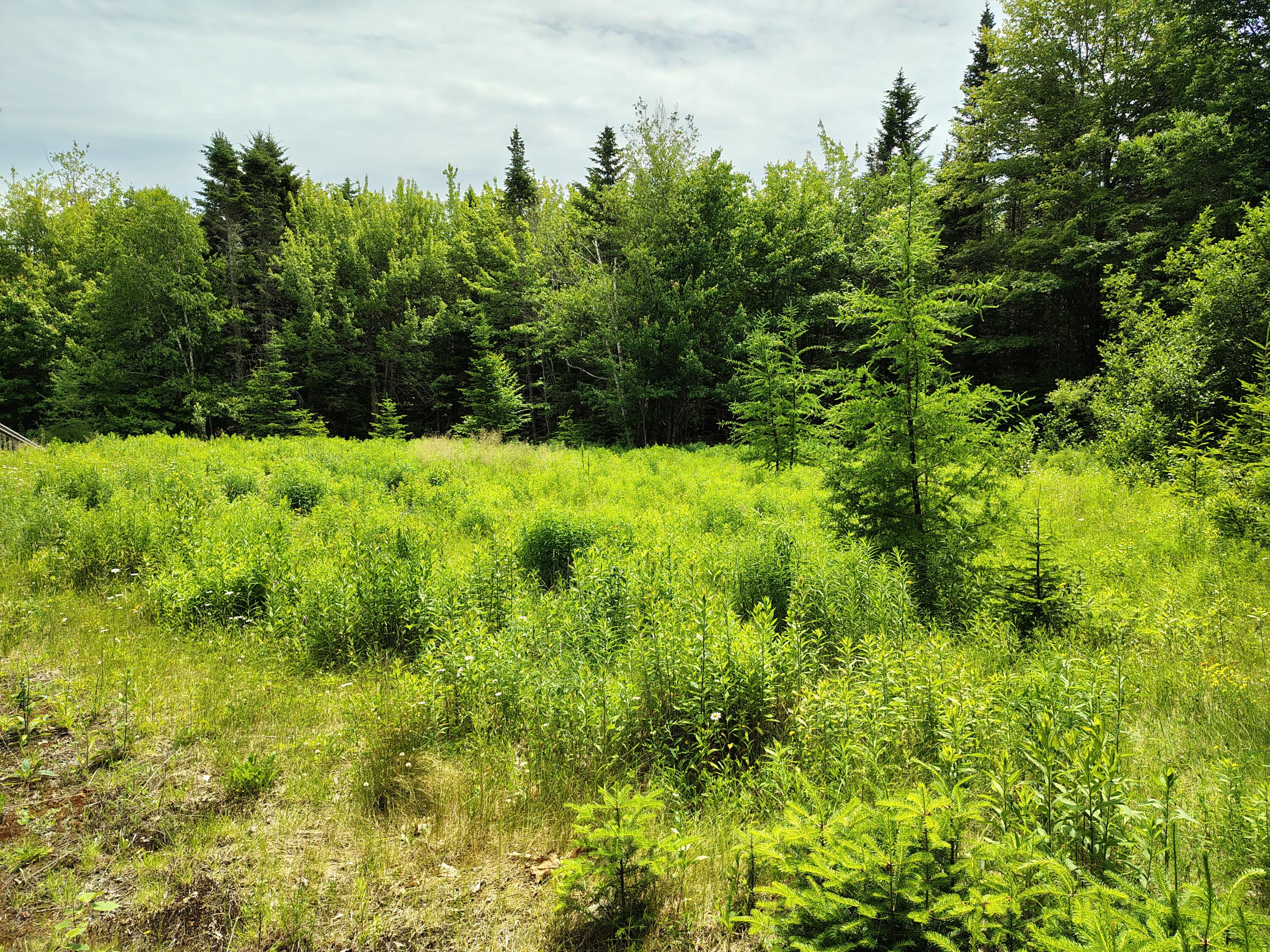 916 U.S. Rte 1 Jonesboro, ME 04648 - Photo 7 of 17 Front Lawn areaFront Lawn area