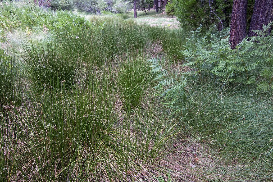 25431 Foster Lake Road Idyllwild, CA 92549 - Photo 62 of 66 Untitled