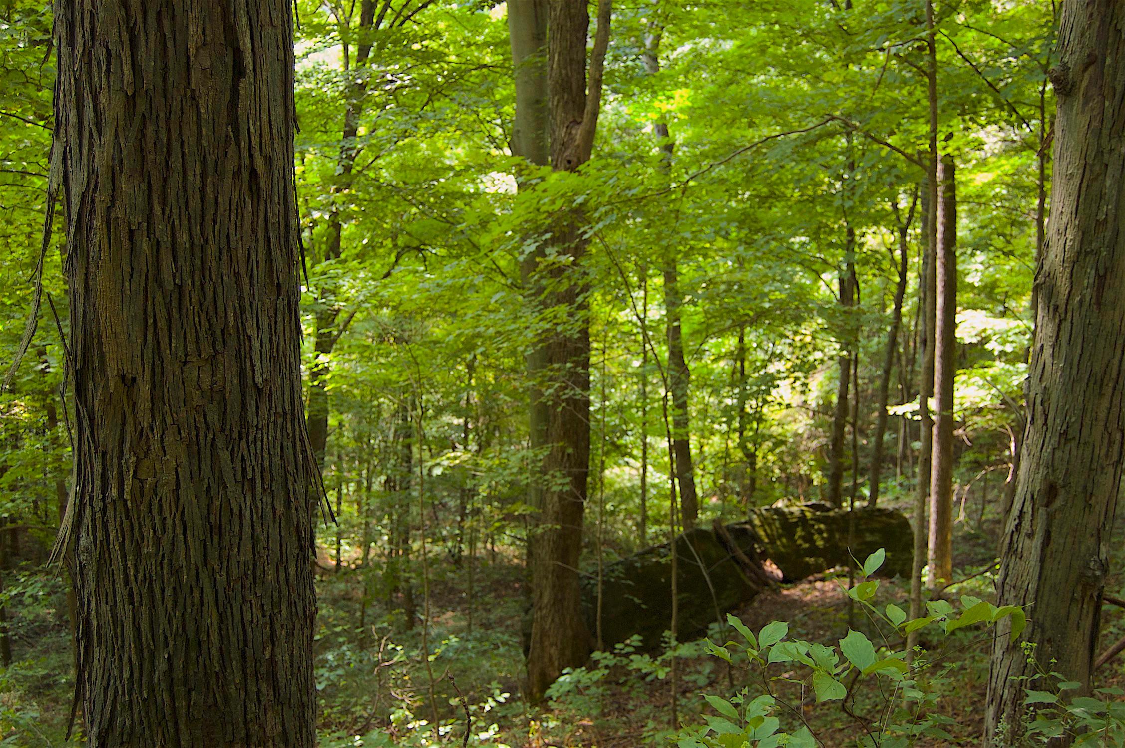 0 Story Run Road Cheshire, OH 45620 - Photo 11 of 27