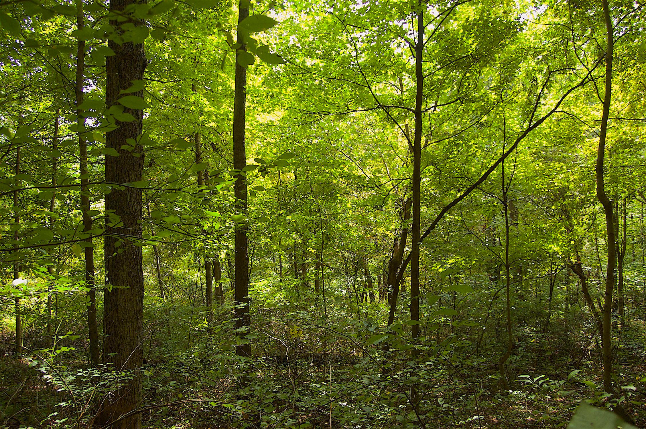 0 Story Run Road Cheshire, OH 45620 - Photo 12 of 27