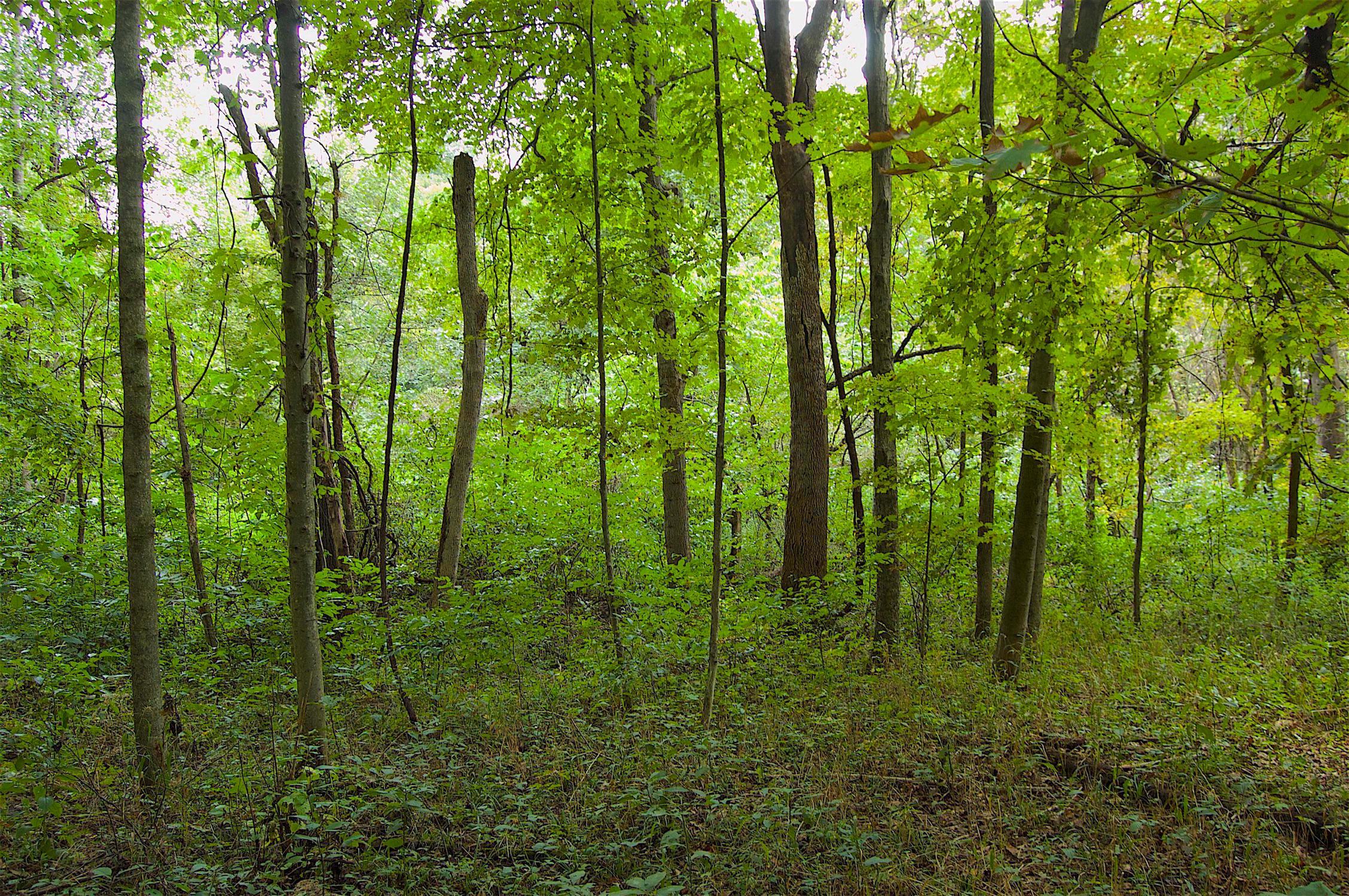 0 Story Run Road Cheshire, OH 45620 - Photo 14 of 27
