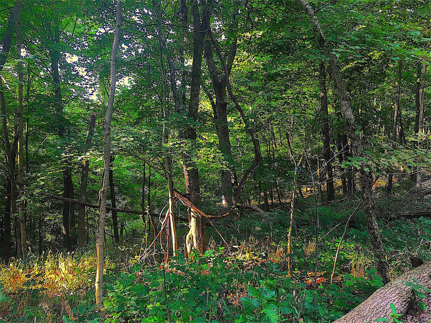 0 Story Run Road Cheshire, OH 45620 - Photo 23 of 27