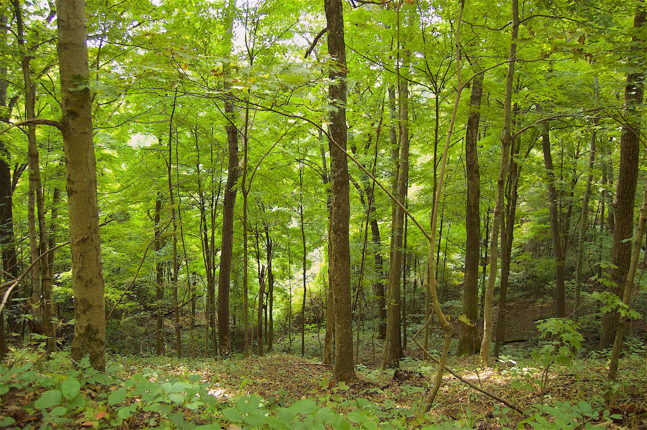 0 Story Run Road Cheshire, OH 45620 - Photo 9 of 27