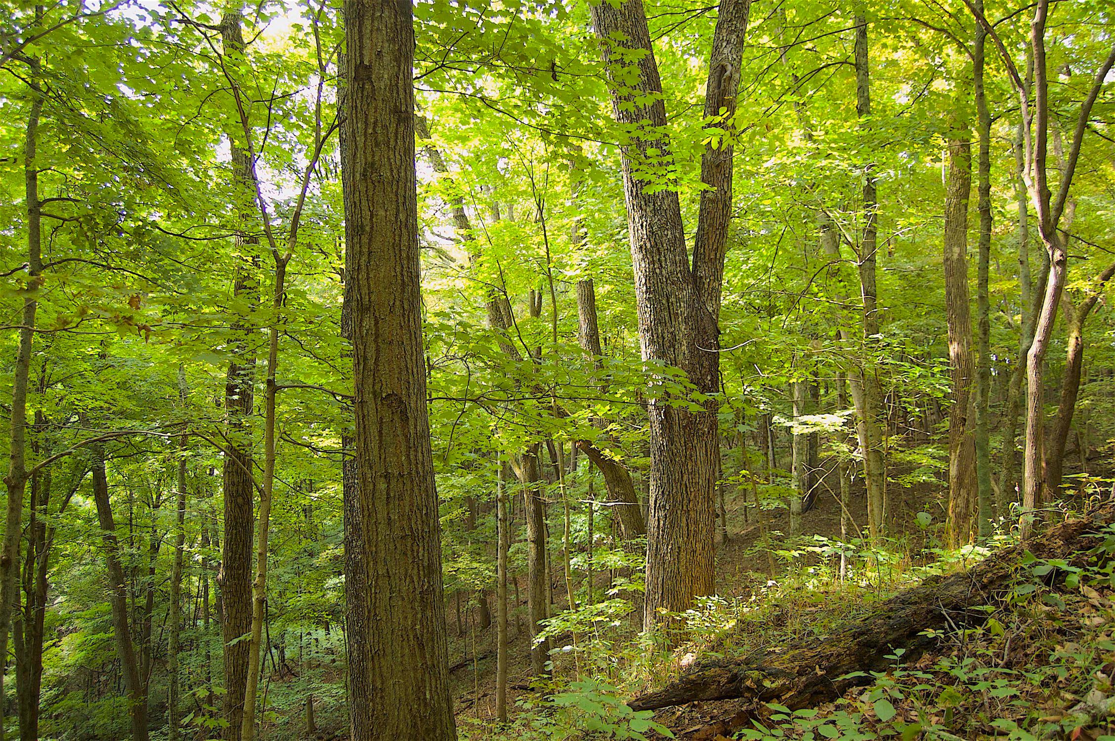 0 Story Run Road Cheshire, OH 45620 - Photo 10 of 27