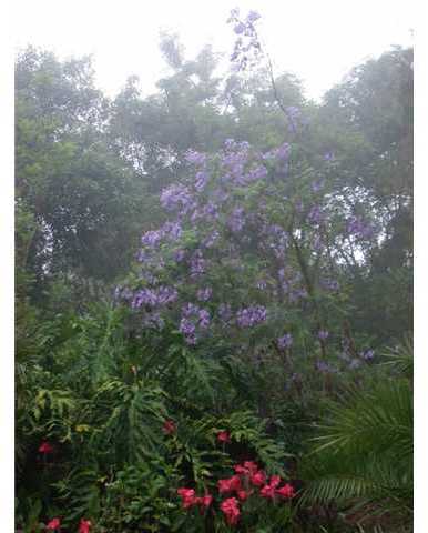 1060 Capra Way Fallbrook, CA 92028 - Photo 13 of 25 Gallery Image 13