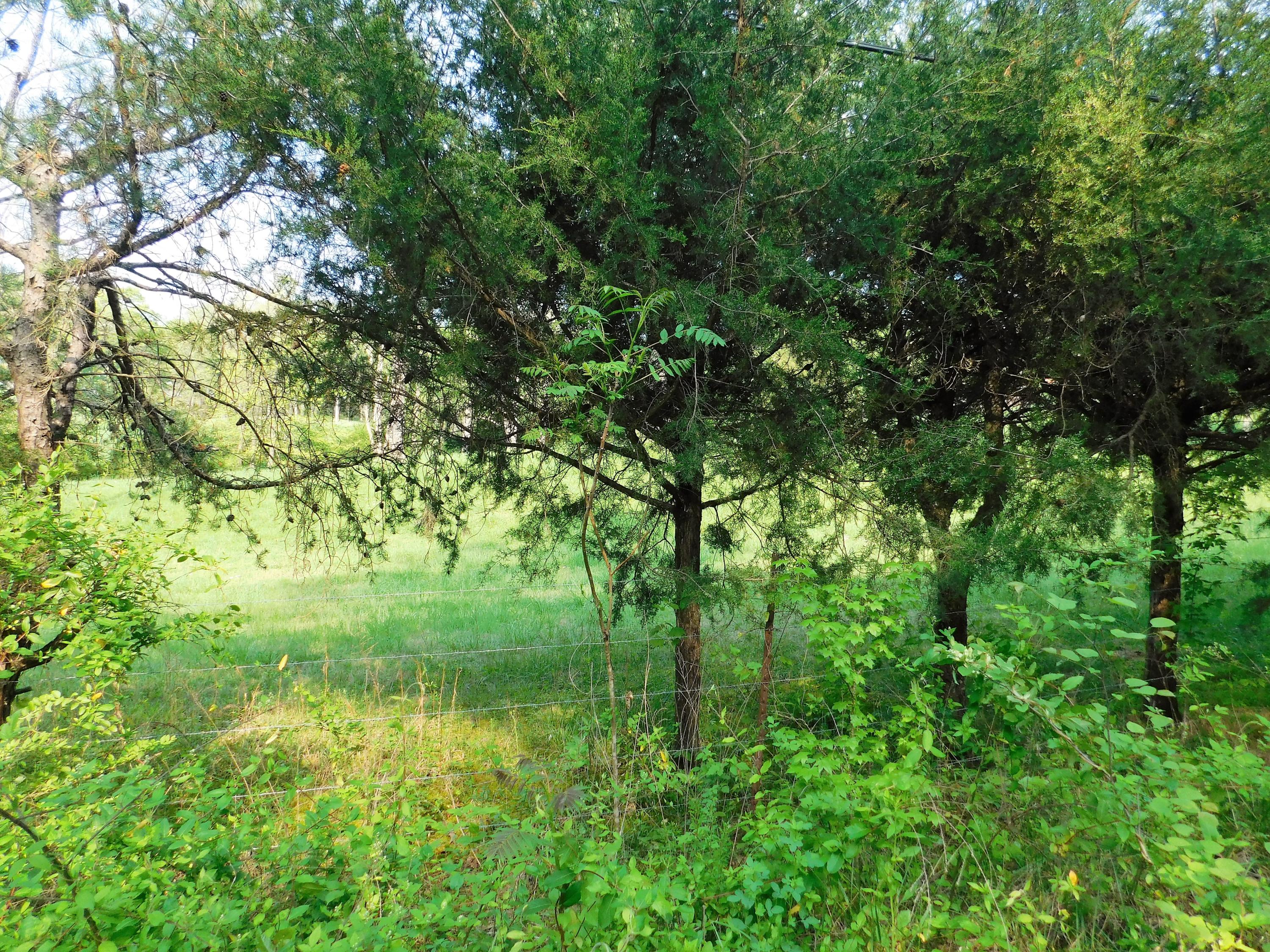 275 Boones Hollow Road Speedwell, TN 37870 - Photo 33 of 34 275 33