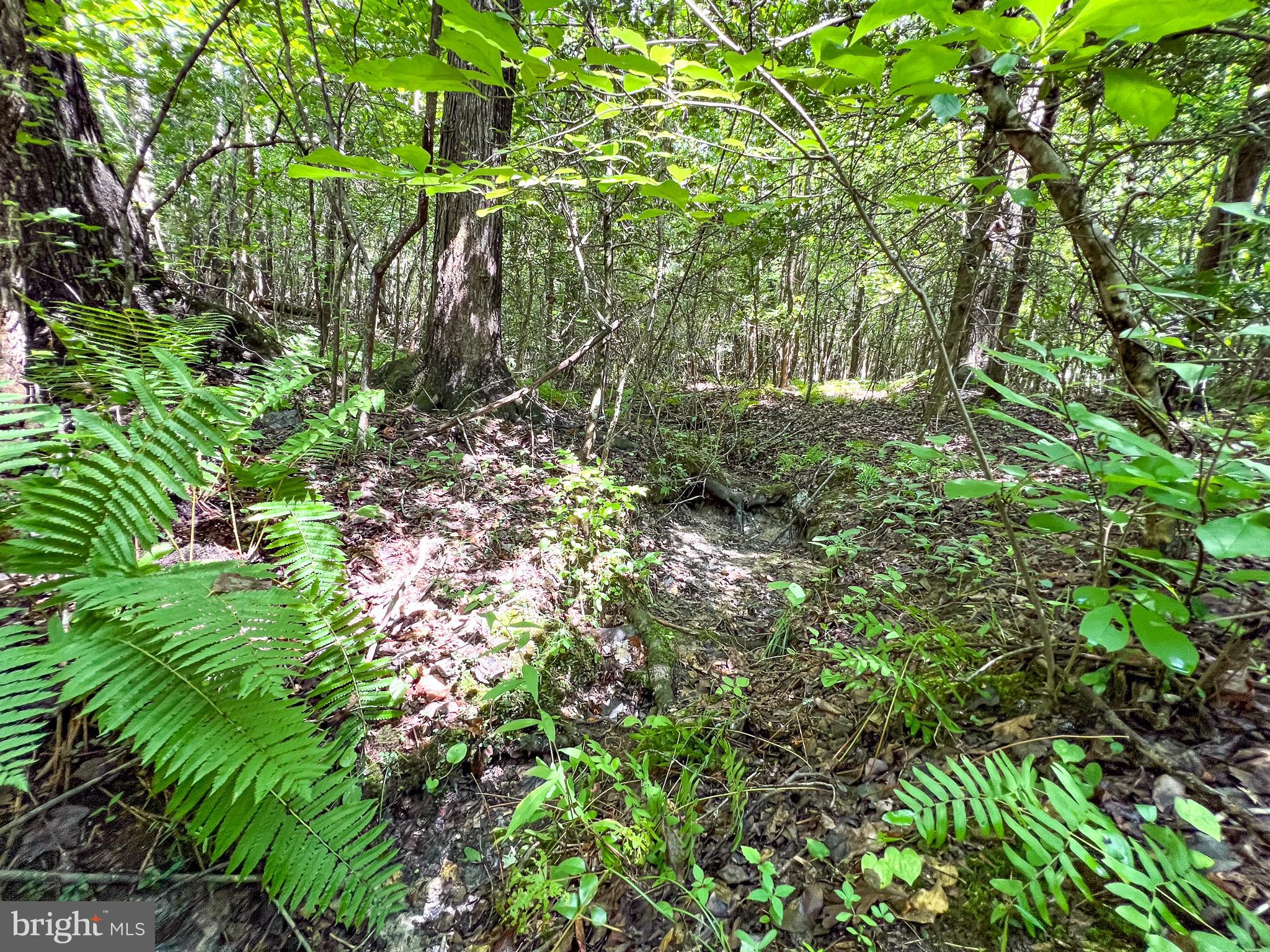 25.5-acres Ladysmith Road Ruther Glen, VA 22546 - Photo 14 of 42 Gallery Image 14