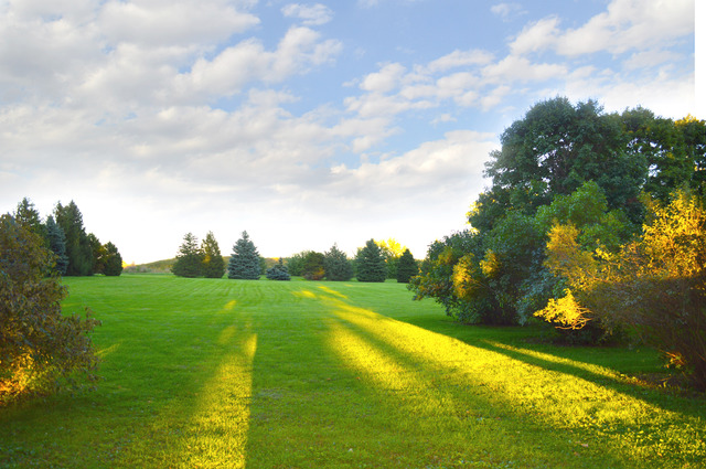 44-w703 Rowe Road Elburn, IL 60119 - Photo 4 of 25 a view of a big yard with large trees