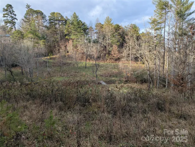 a view of a forest with trees in the background