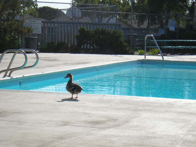 7337 Hillsboro Street Goleta, CA 93117 - Photo 15 of 18