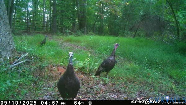 0 Davis Mill Road Goochland, VA 23063 - Photo 21 of 24 Trail camera