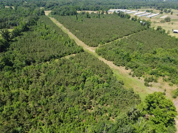 a view of a lush green forest with lots of trees