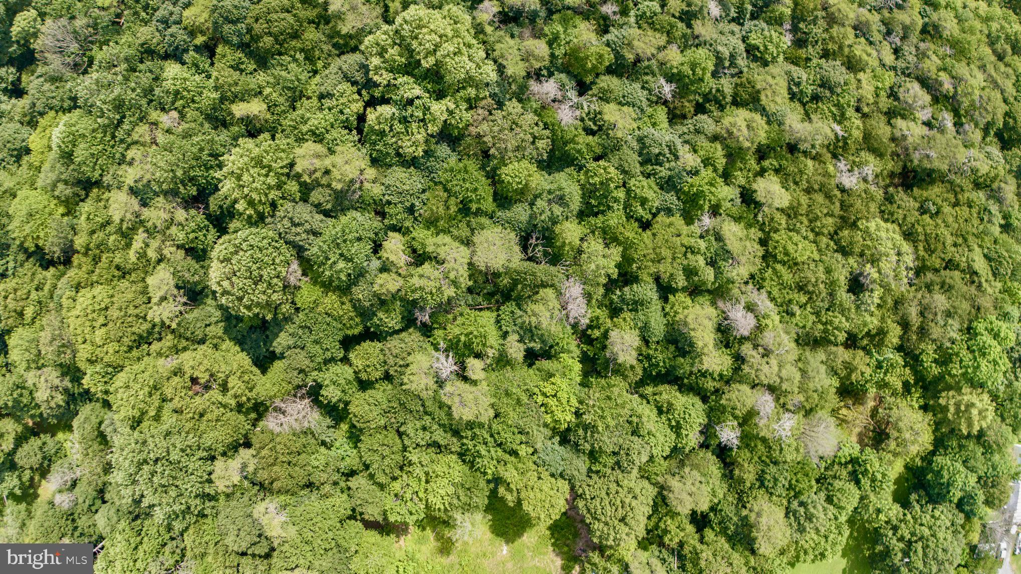 306 Old Mill Road Conowingo, MD 21918 - Photo 10 of 12