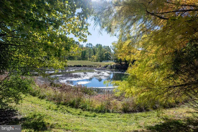 a view of a yard with plants and large trees