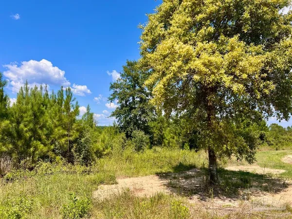 a view of a tree in a yard