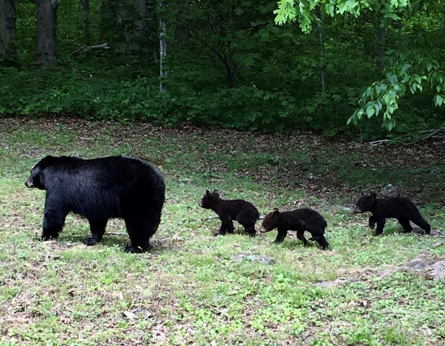 62 Weeping Cherry Forest Road Fairview, NC 28730 - Photo 35 of 48 a view of a yard in a yard