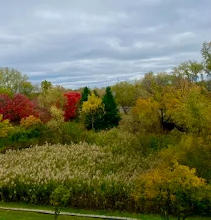a view of a bunch of trees and houses