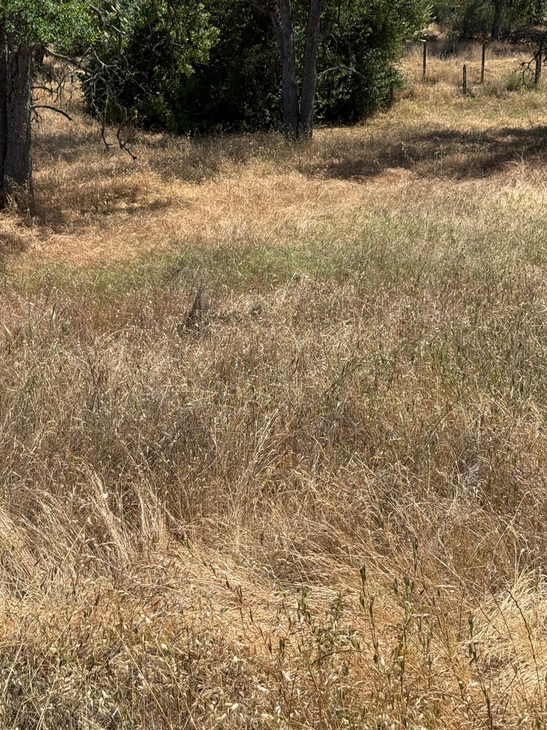 45160 Sand Creek Road Squaw Valley, CA 93675 - Photo 3 of 11