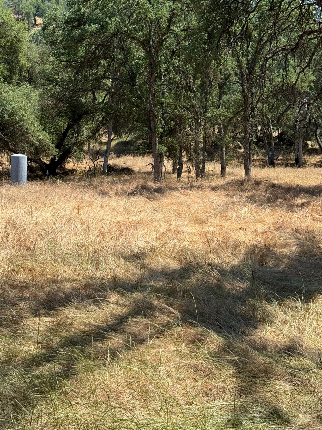 45160 Sand Creek Road Squaw Valley, CA 93675 - Photo 4 of 11 a view of outdoor space with trees