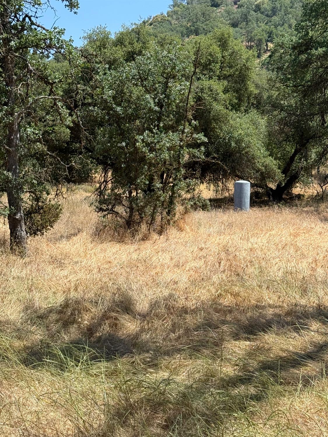 45160 Sand Creek Road Squaw Valley, CA 93675 - Photo 6 of 11 a view of a yard with trees