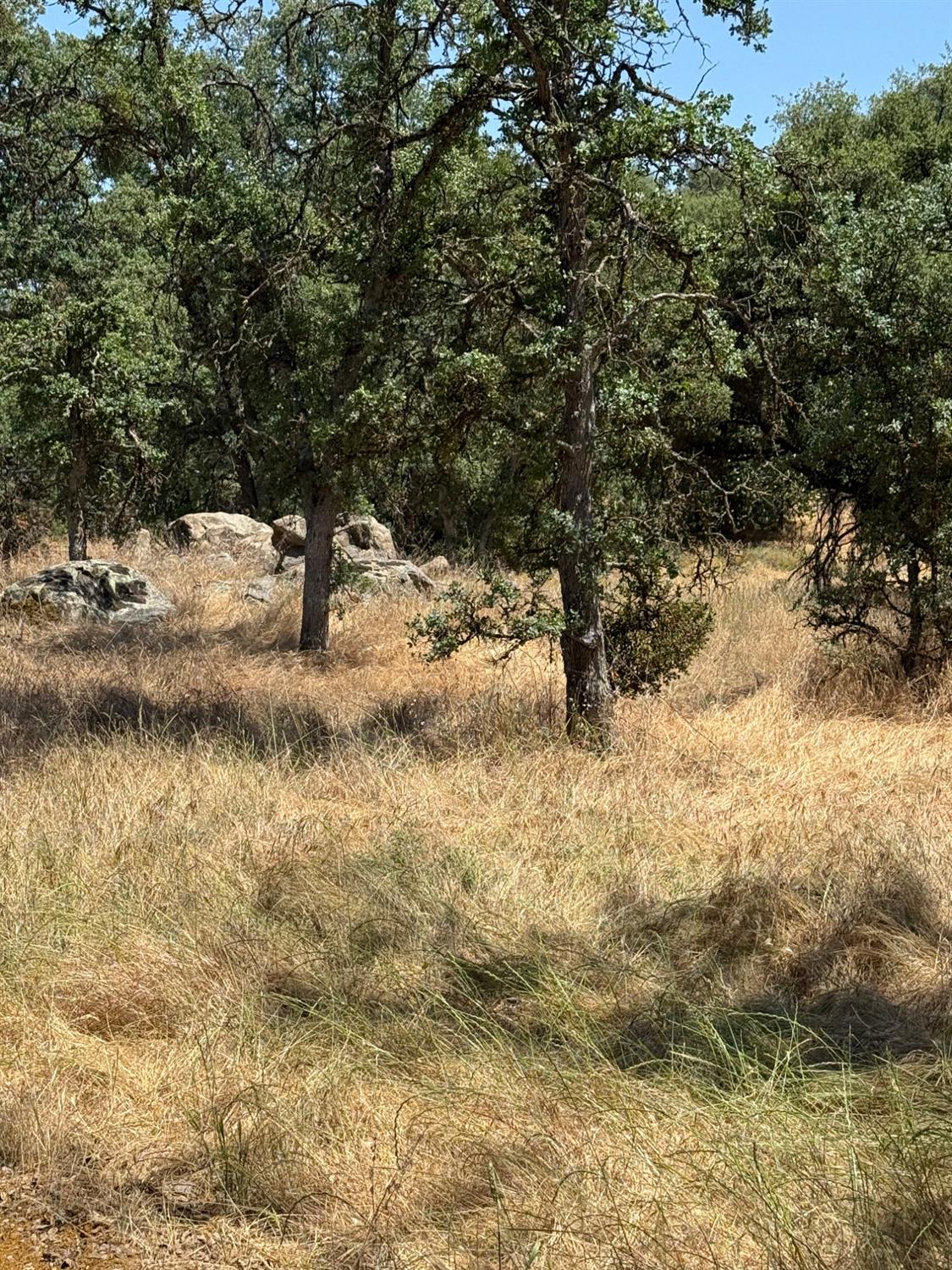 45160 Sand Creek Road Squaw Valley, CA 93675 - Photo 7 of 11 a view of water yard with a tree