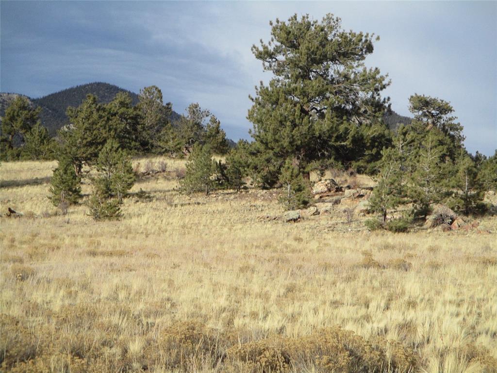 10515 Routt Road Lake George, CO 80827 - Photo 12 of 19 a view of a yard with a tree