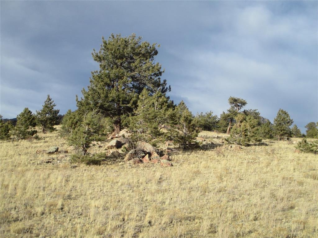 10515 Routt Road Lake George, CO 80827 - Photo 7 of 19 a view of a yard