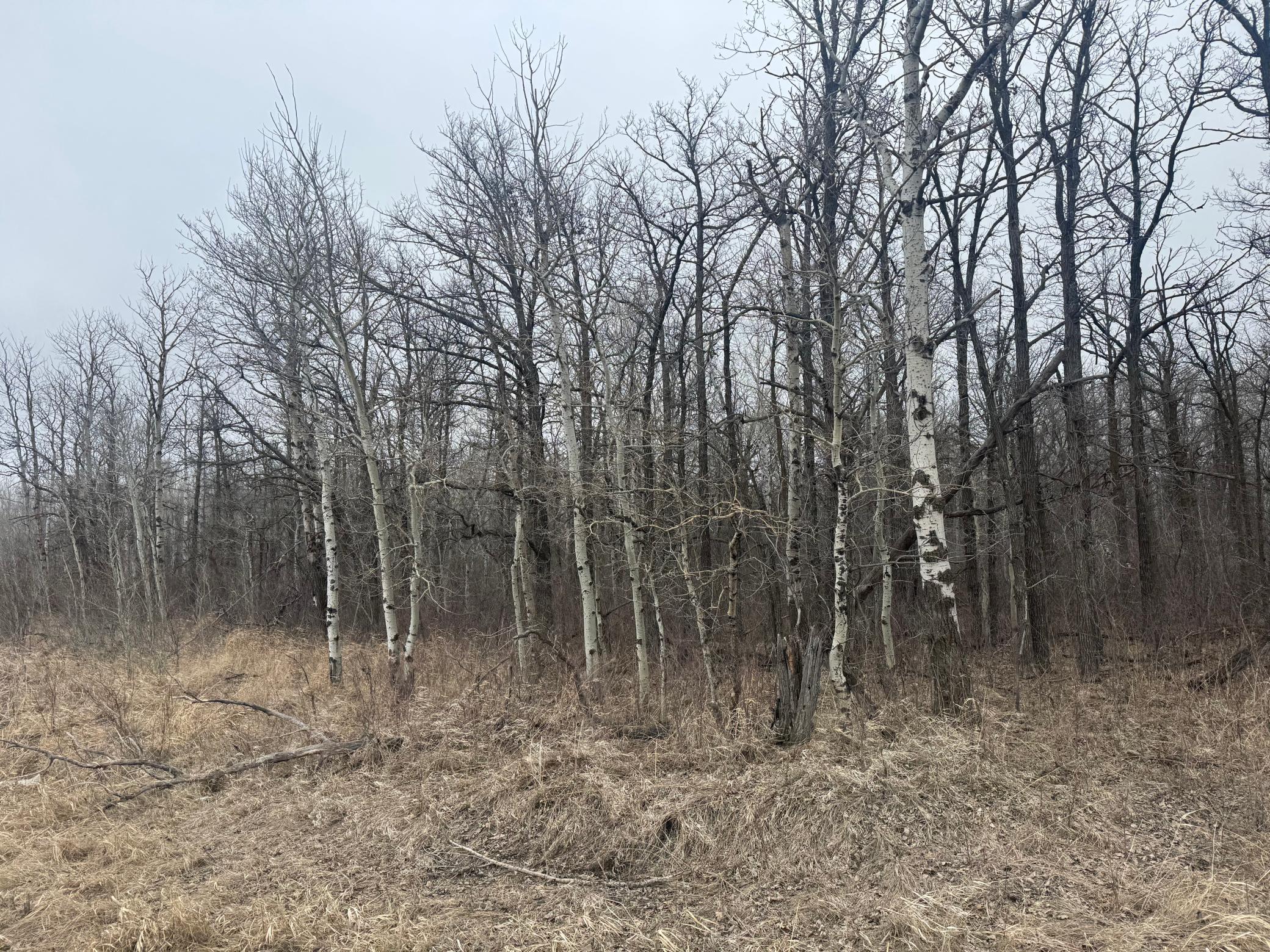 Tbd 200th Street Southeast Plummer, MN 56748 - Photo 6 of 20