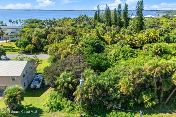 a view of a yard with plants and large trees