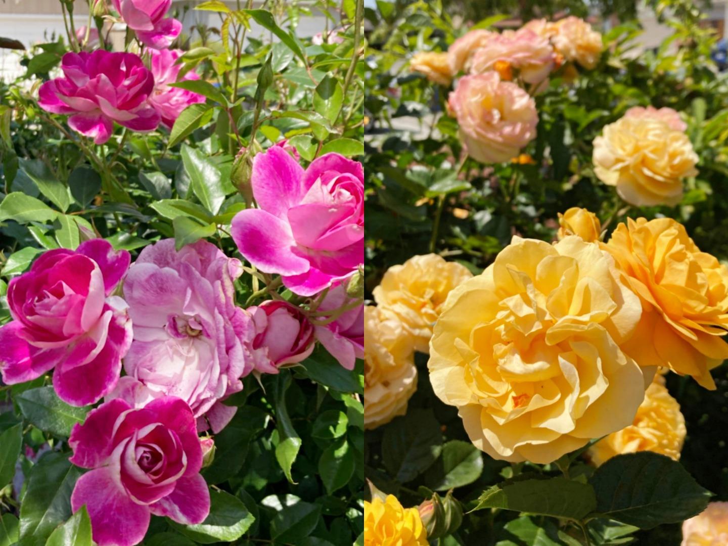 1224 Glacier Drive Milpitas, CA 95035 - Photo 40 of 45 a view of a flower