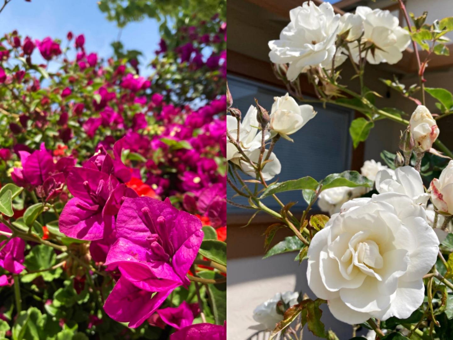 1224 Glacier Drive Milpitas, CA 95035 - Photo 41 of 45 a view of a vase of flowers