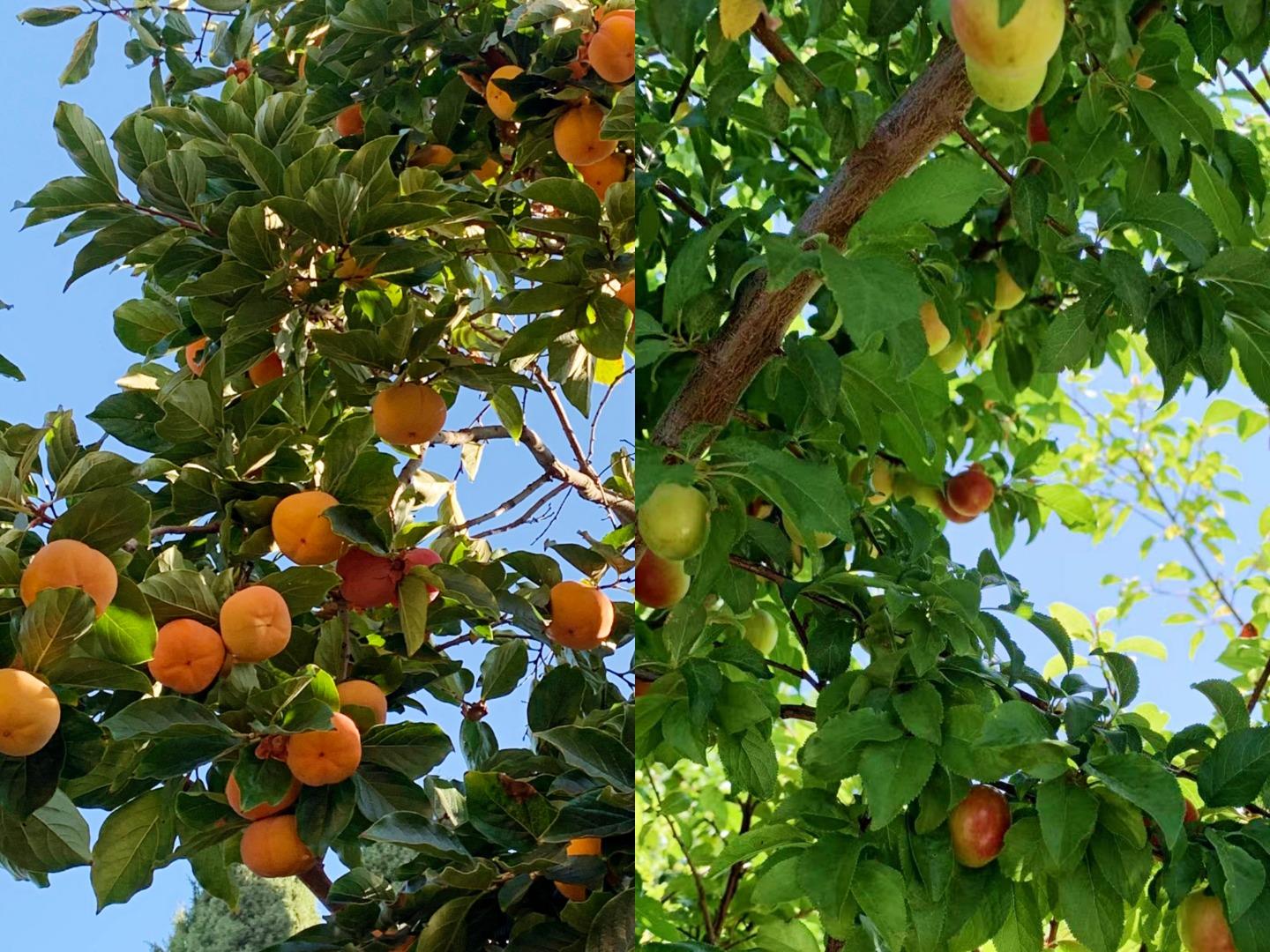 1224 Glacier Drive Milpitas, CA 95035 - Photo 43 of 45