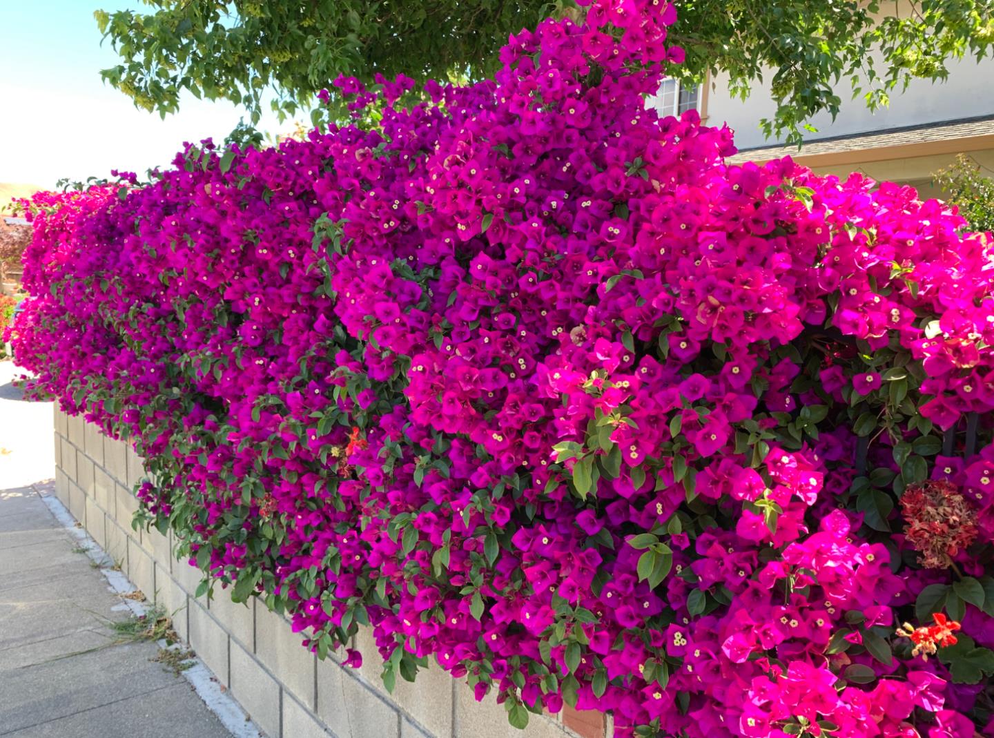 1224 Glacier Drive Milpitas, CA 95035 - Photo 44 of 45 a view of a flower