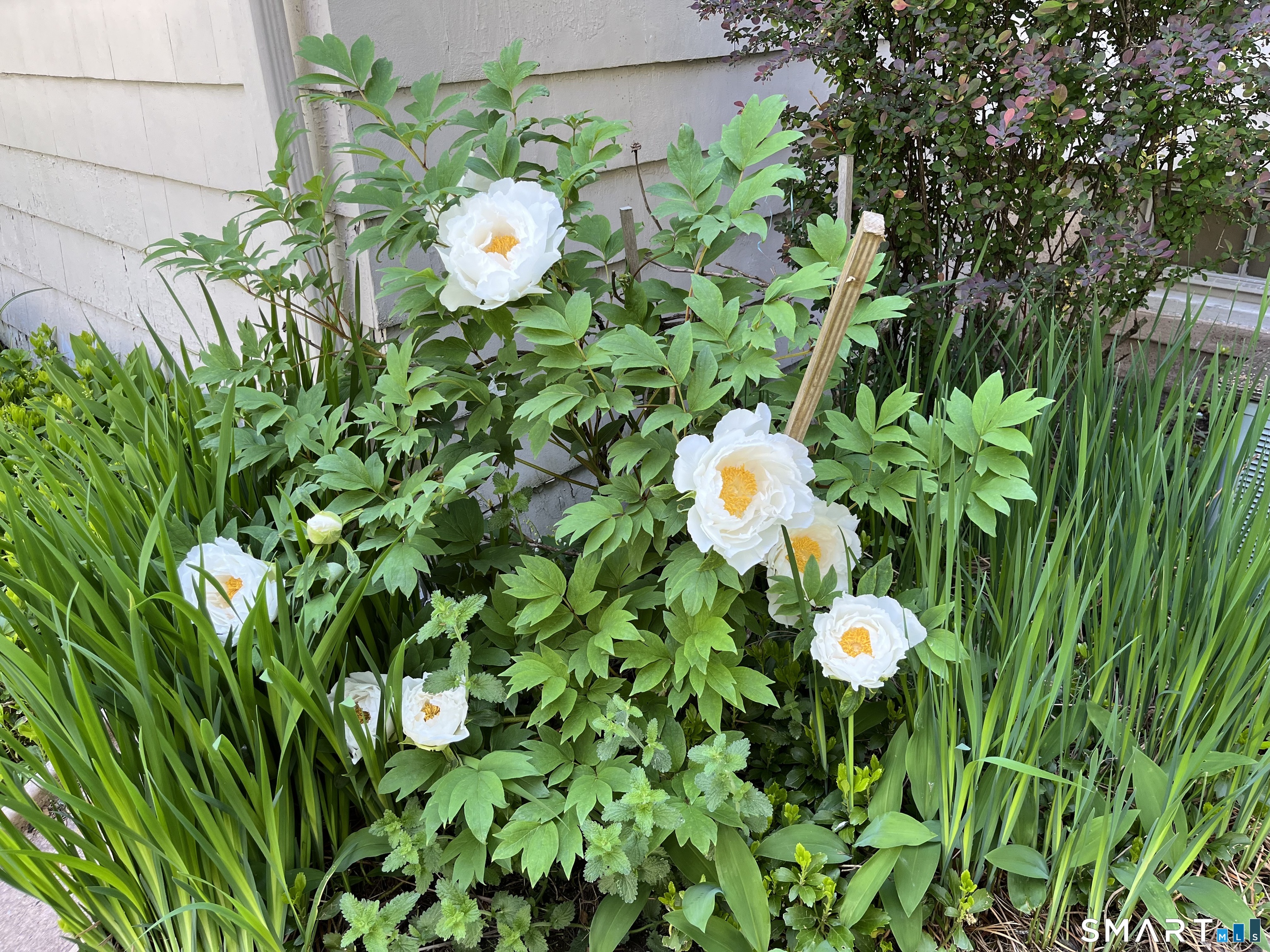 405 Fort Hale Road New Haven, CT 06512 - Photo 30 of 33 "Tree poppies"