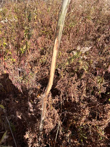 $62,900 | Just Road, Unit 6, Wausaukee, WI 54177