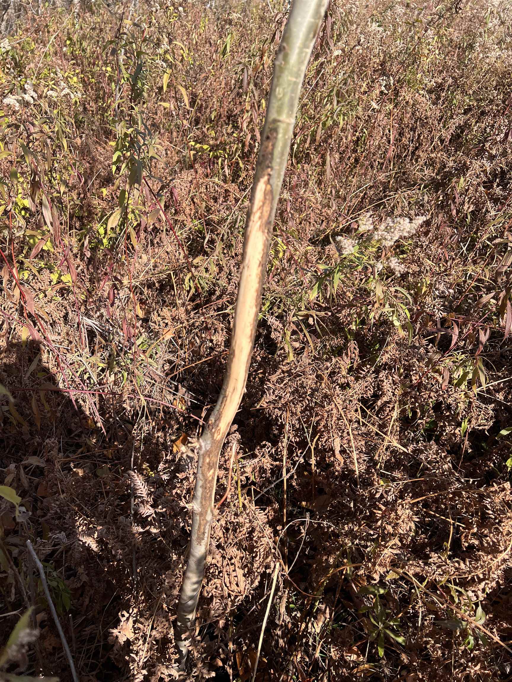 Just Road, Unit 6 Wausaukee, WI 54177 - Photo 3 of 5