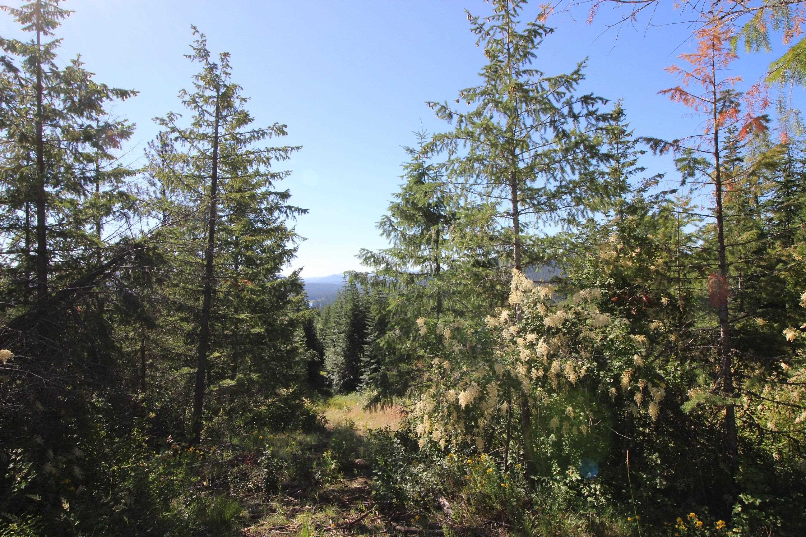 Xxx Buck Creek Road Newport, WA 99156 - Photo 13 of 18