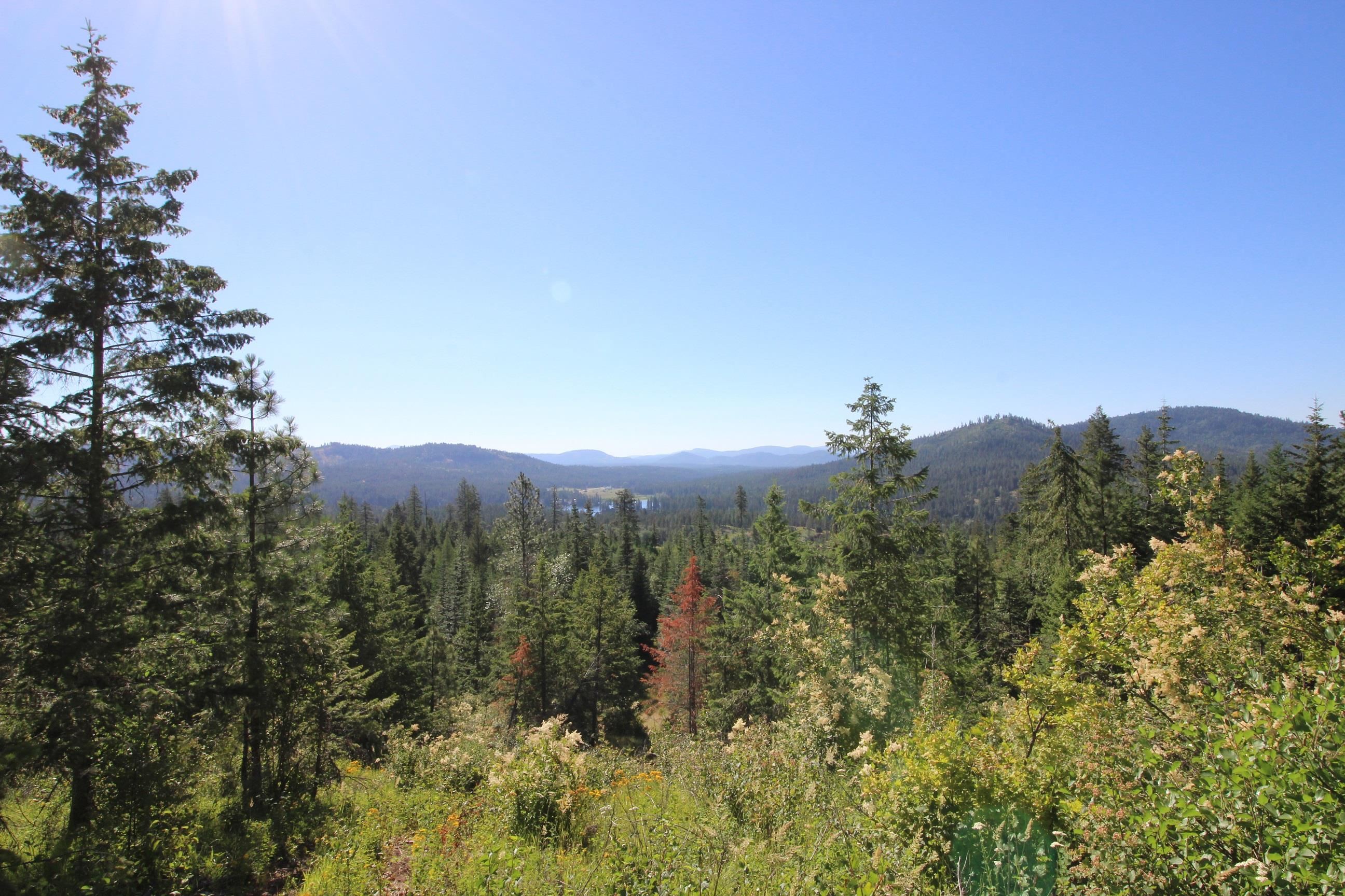 Xxx Buck Creek Road Newport, WA 99156 - Photo 7 of 18