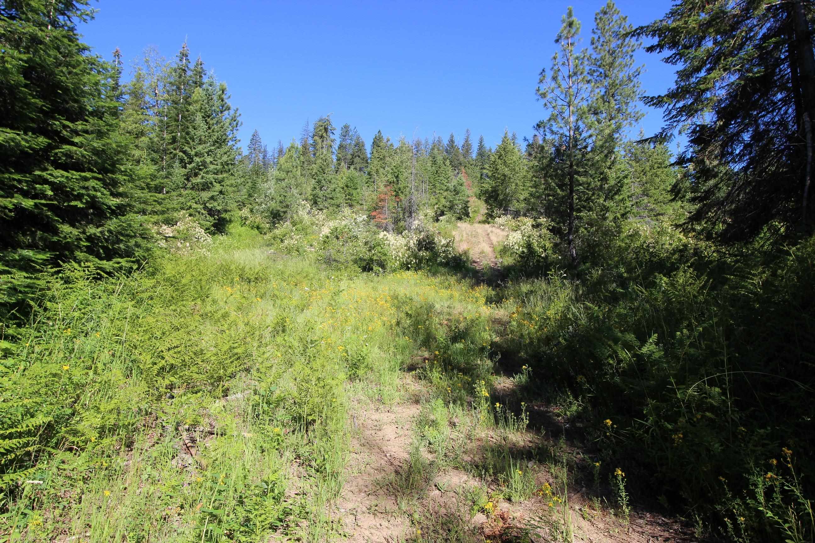 Xxx Buck Creek Road Newport, WA 99156 - Photo 8 of 18