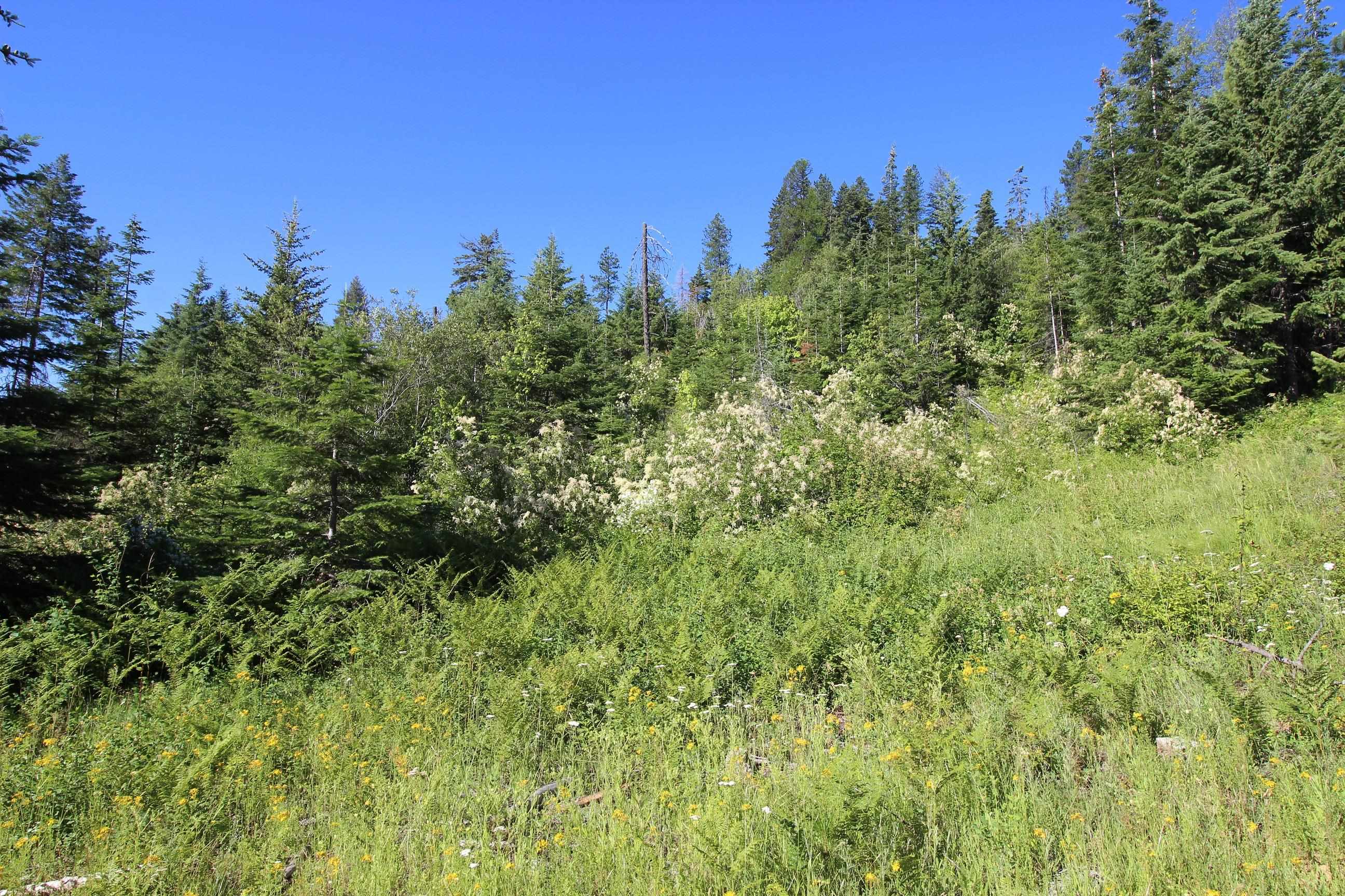 Xxx Buck Creek Road Newport, WA 99156 - Photo 9 of 18