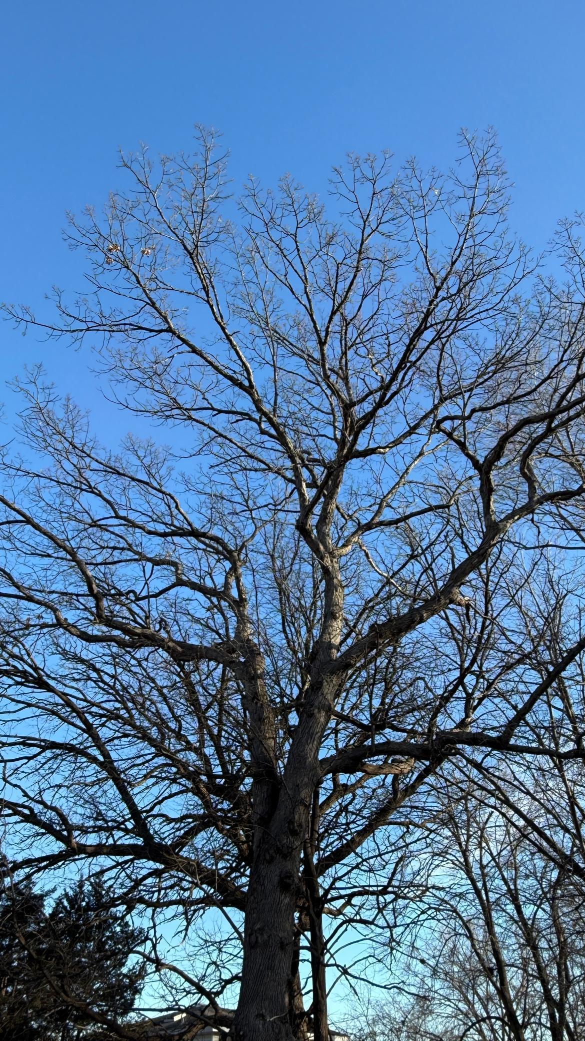 6866 Zachary Lane North Maple Grove, MN 55369 - Photo 5 of 8