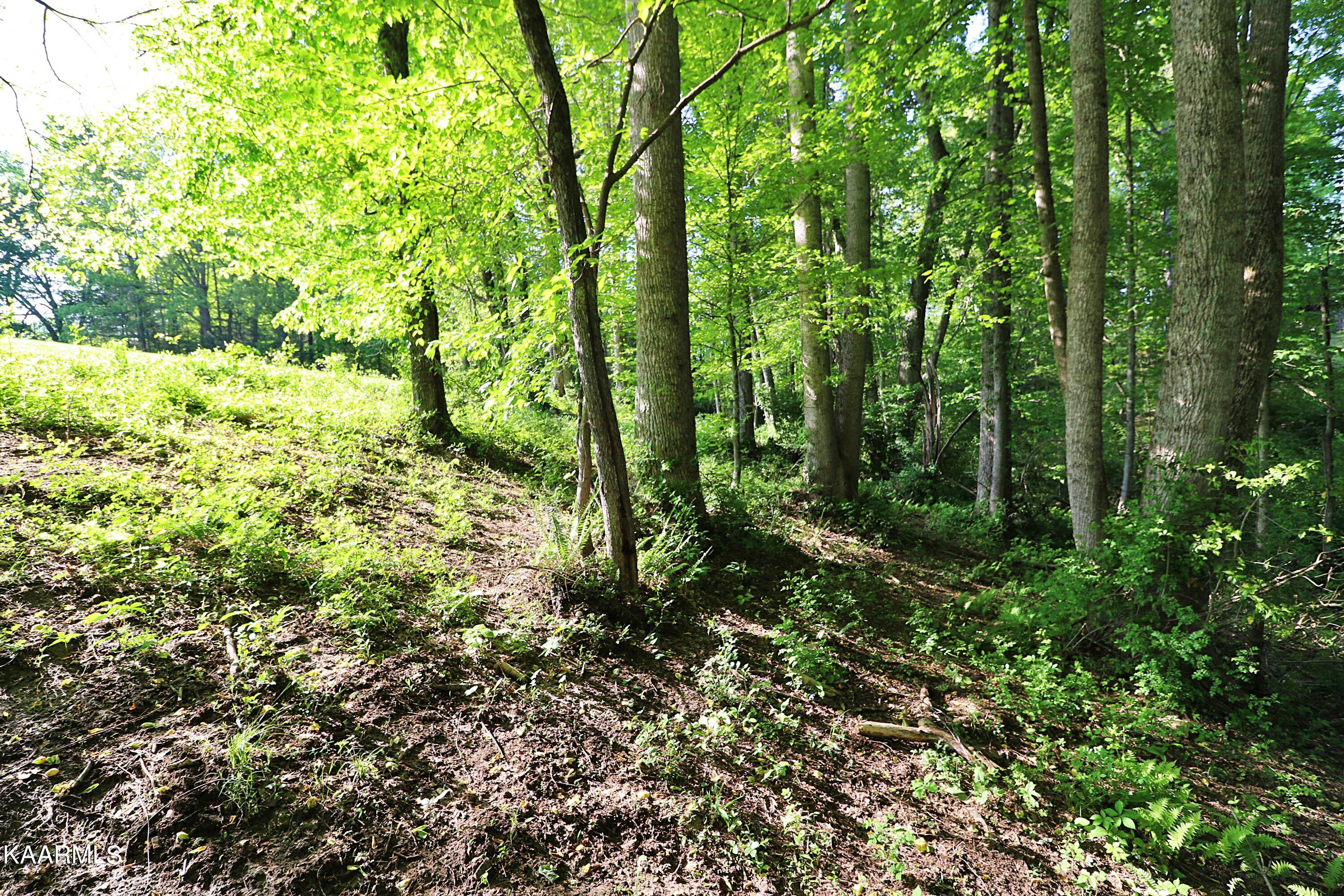 539 Cooper Lake Road Oneida, TN 37841 - Photo 54 of 60 094A9664