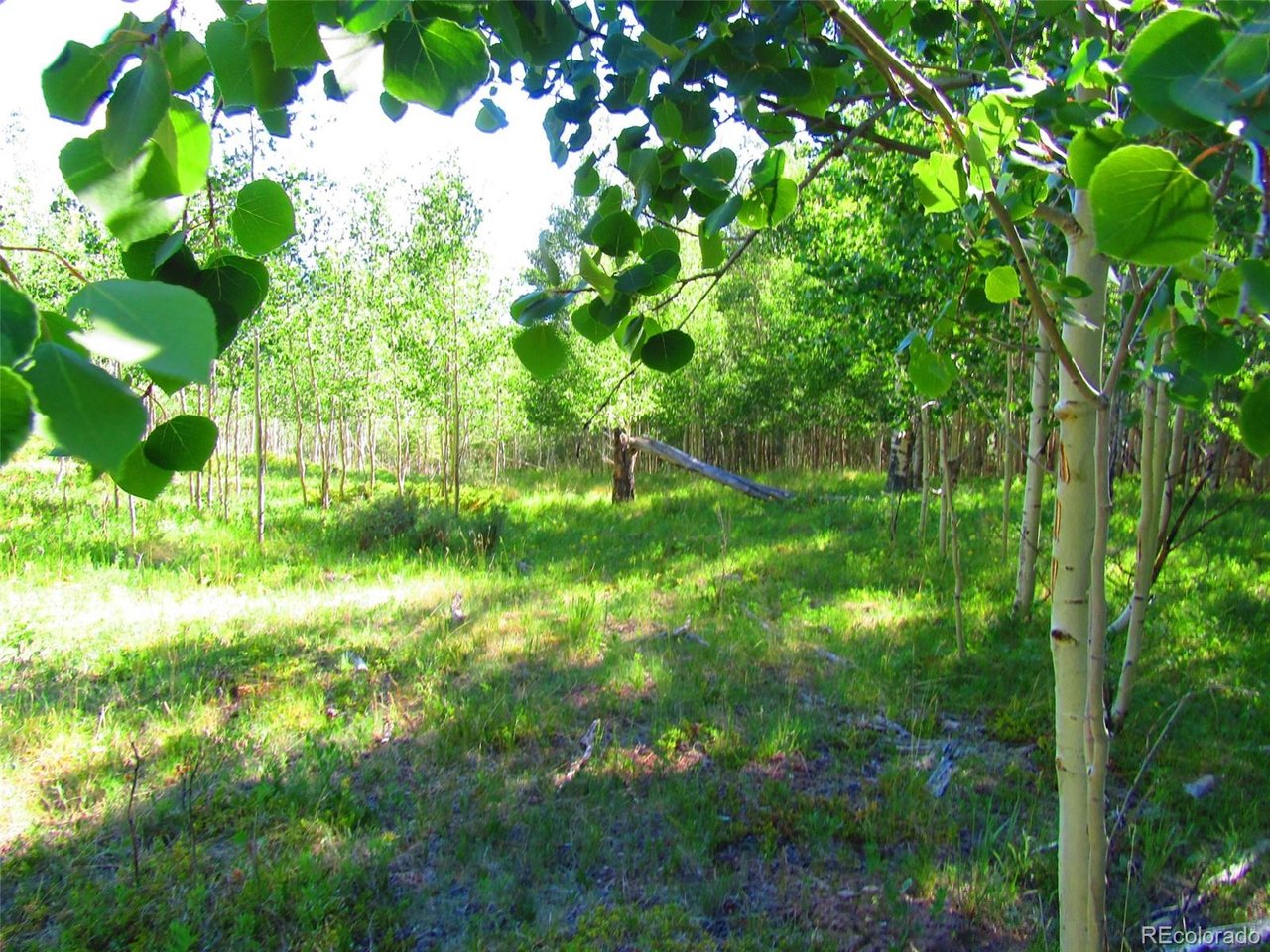 6427 Laffin Road San Luis, CO 81152 - Photo 41 of 42 a view of a tree in a garden